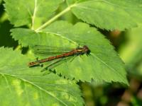 Frühe Adonislibelle Weibchen